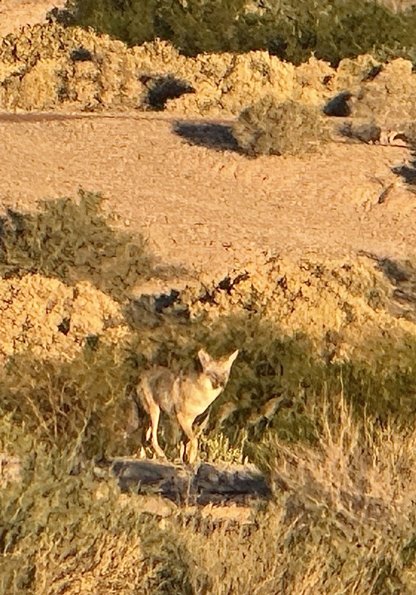 and then … the pup .. sat still.. perfectly still… no noise… nothing… nose up into the air just a tad bit… focused ..locked on 👉🏽this gorgeous fellow… 
oh… “I better move on..” and we all went on our happy trails … all… no noise… let the good day begin… …💯🌞🍀