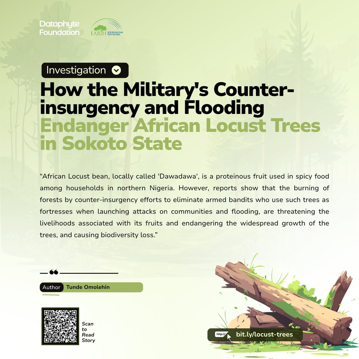 Dataphyte's tweet image. Once found in nearly every northern Nigerian kitchen, Dawadawa, the African locust bean, is disappearing fast. Forests that grow its trees are being razed in anti-banditry operations. 

Climate-induced flooding is also washing away what’s left. These have reduced the availability…