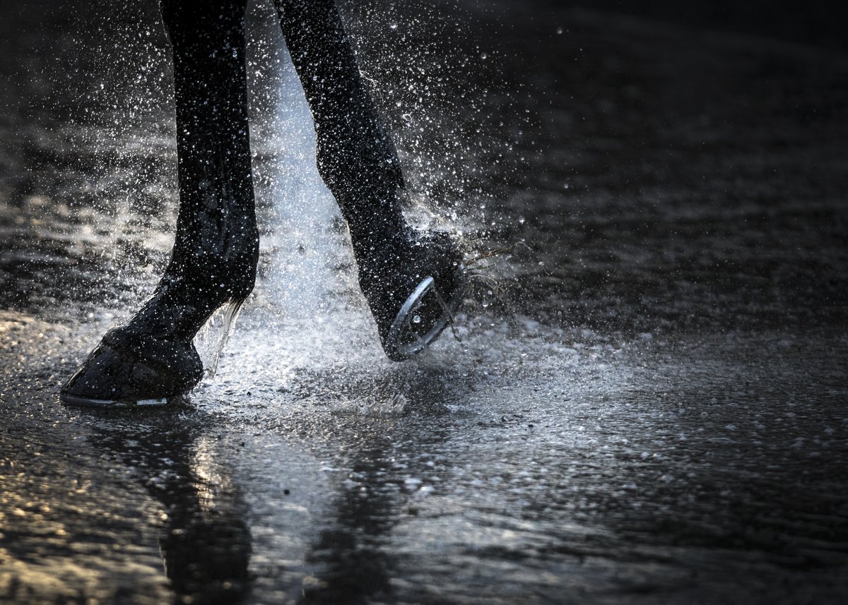 📌Naas Racecourse will host a 2m schooling bumpers this Friday 14th November from 11am on the inside schooling track. €120 per horse. Field sizes are limited to 14 – book on 087 0559670.