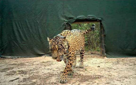 Si se confirma el hecho, la Provincia será querellante.

Días atrás participamos de la liberación de ACAI, como de anteriores liberaciones de los yaguaretés  a nuestro monte chaqueño. 
No habrá impunidad para quienes atentaron contra un símbolo de nuestra fauna chaqueña.
Vamos a