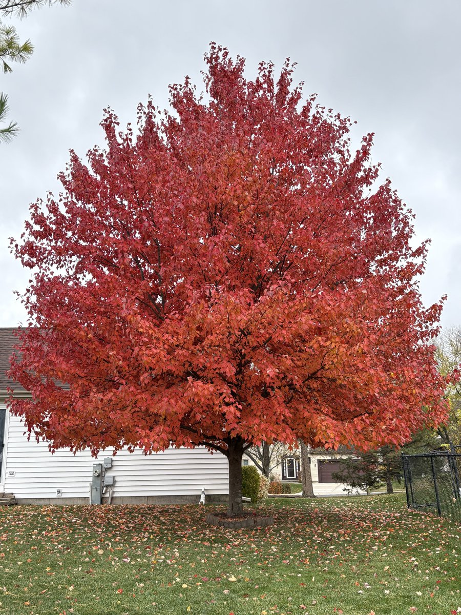 Ricky 🫑🍵 (@rickysteacup) on Twitter photo 