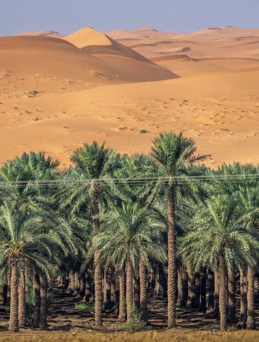 فقط في السعودية ..🇸🇦
واحة من النخل وسط الصحراء 🌴