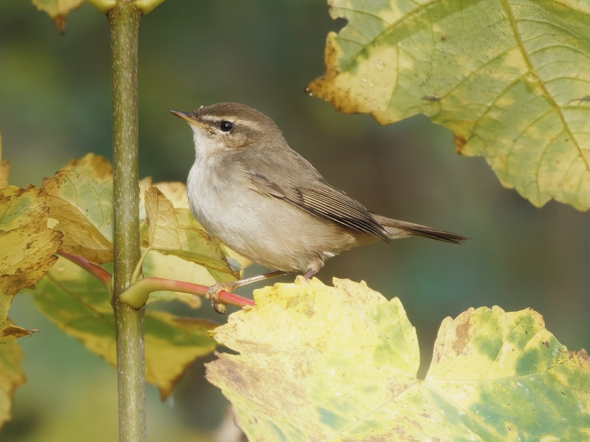 Ian Howard tweet media