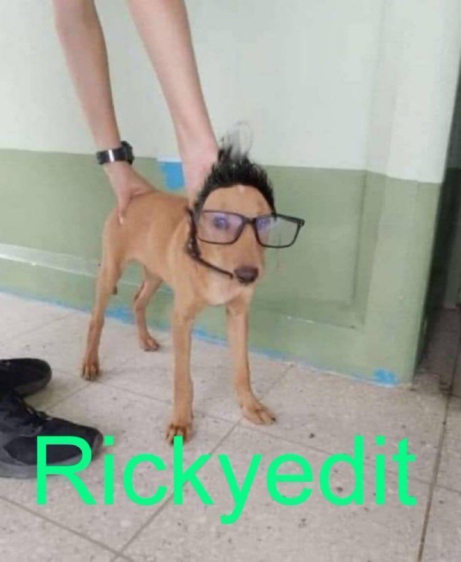 chincheto pirata somali (@wikipistacho) on Twitter photo 