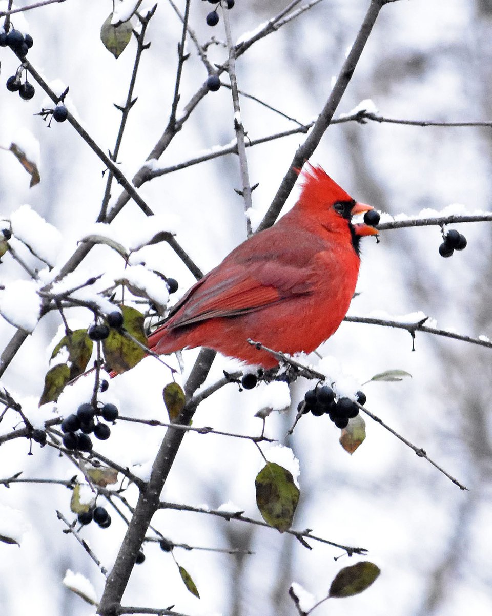 WOODTV's tweet image. What will this winter bring? See Storm Team 8's winter outlook: woodtv.com/weather/weathe… 

Photos: 
Cardinal in Grand Rapids' Huff Park - Andrea Martin
Flower in Grand Rapids - Julie Walter
Stump in Byron Center - LaVonne
Riverside Park - Jim Triezenberg

#wmiwx