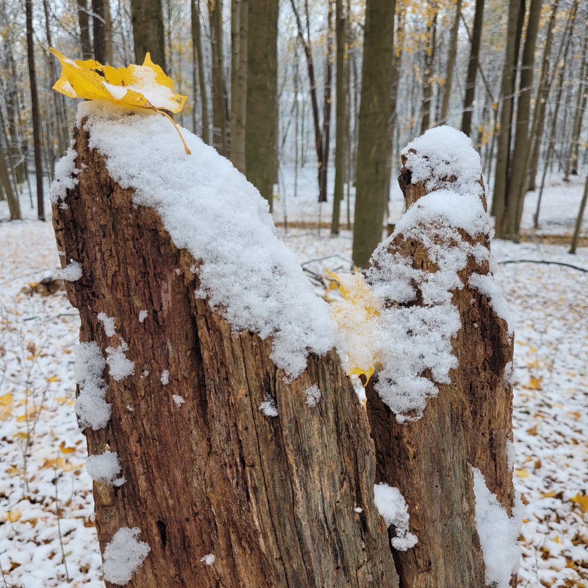 WOODTV's tweet image. What will this winter bring? See Storm Team 8's winter outlook: woodtv.com/weather/weathe… 

Photos: 
Cardinal in Grand Rapids' Huff Park - Andrea Martin
Flower in Grand Rapids - Julie Walter
Stump in Byron Center - LaVonne
Riverside Park - Jim Triezenberg

#wmiwx