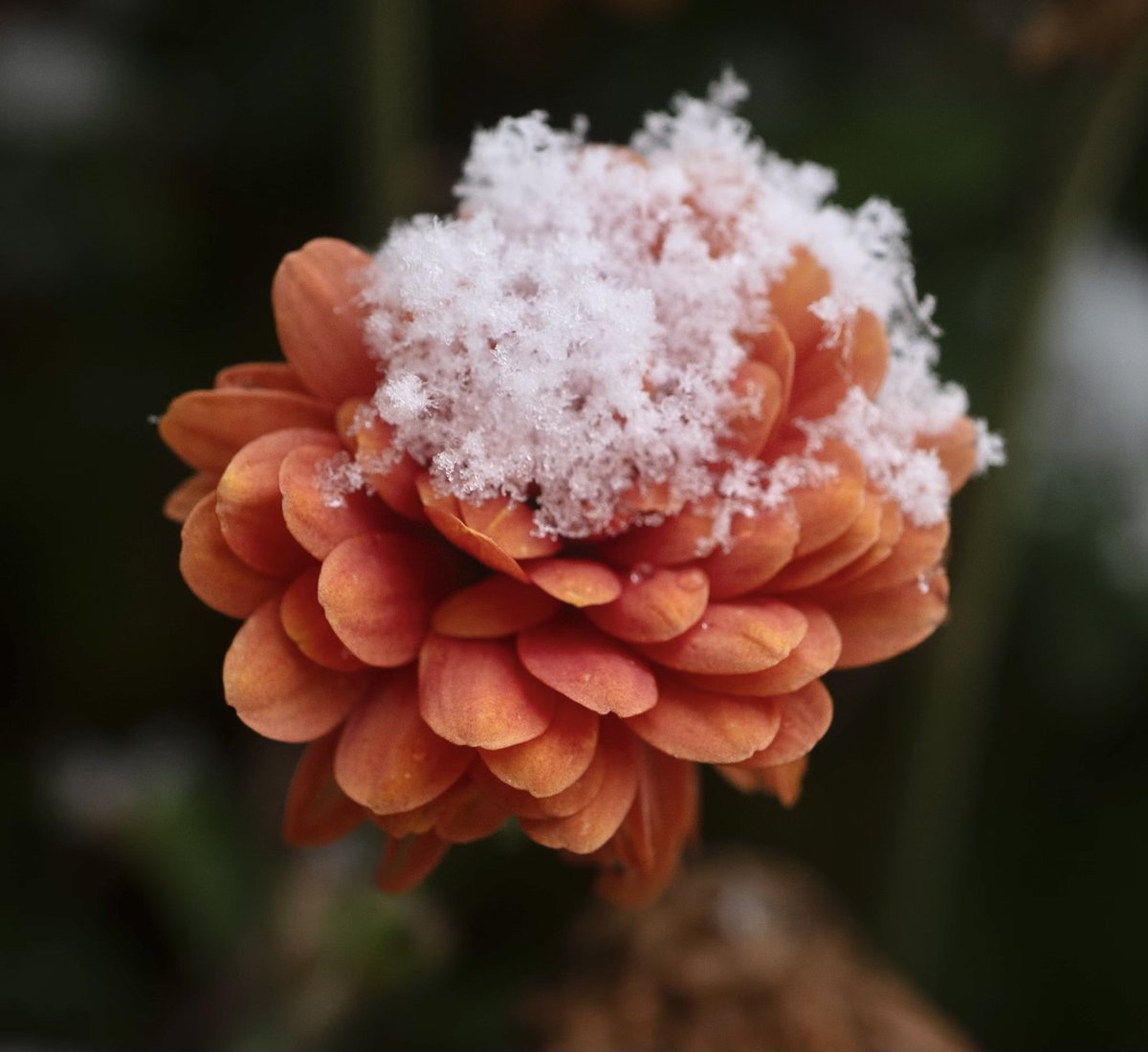 WOODTV's tweet image. What will this winter bring? See Storm Team 8's winter outlook: woodtv.com/weather/weathe… 

Photos: 
Cardinal in Grand Rapids' Huff Park - Andrea Martin
Flower in Grand Rapids - Julie Walter
Stump in Byron Center - LaVonne
Riverside Park - Jim Triezenberg

#wmiwx