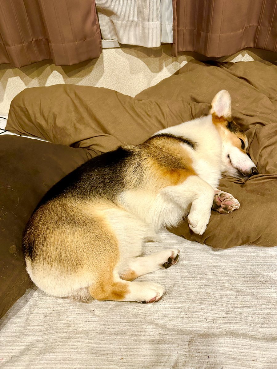 今日はそろそろ活動限界なので仕事おしまい。オヤスミナサイ。
#どーやってベッドを奪還しようか考えている
#corgi
#コーギー