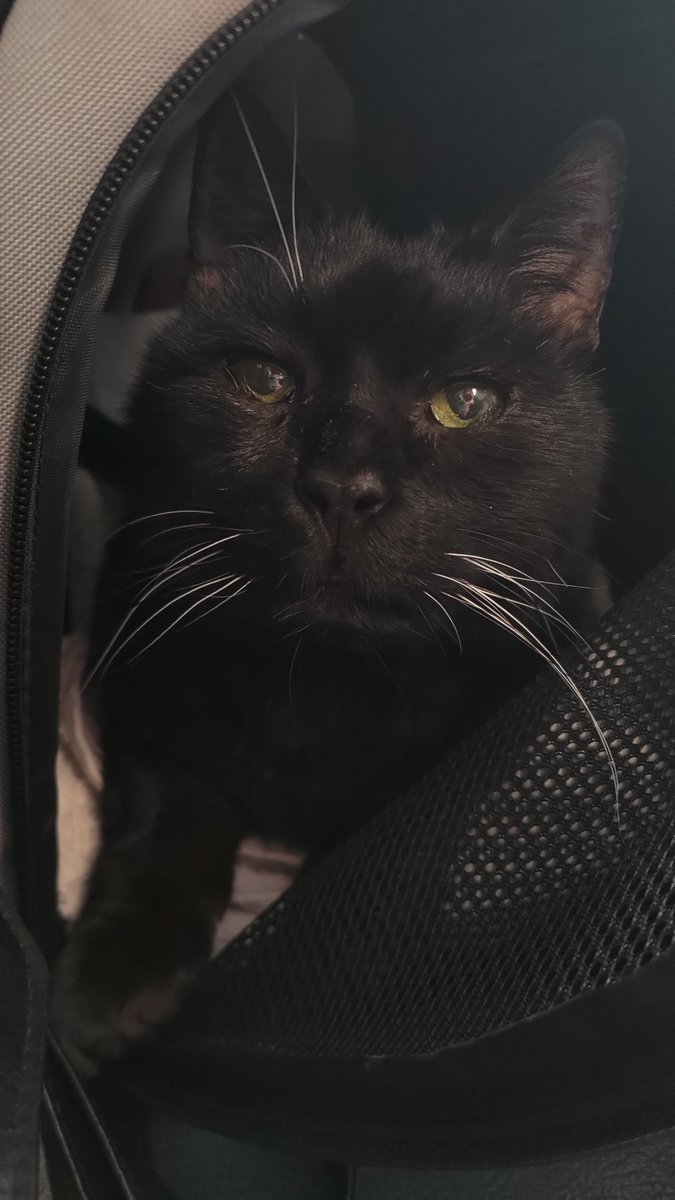 BLM•🌺PETALS'n'FLOWERS🥀•18+ tweet media