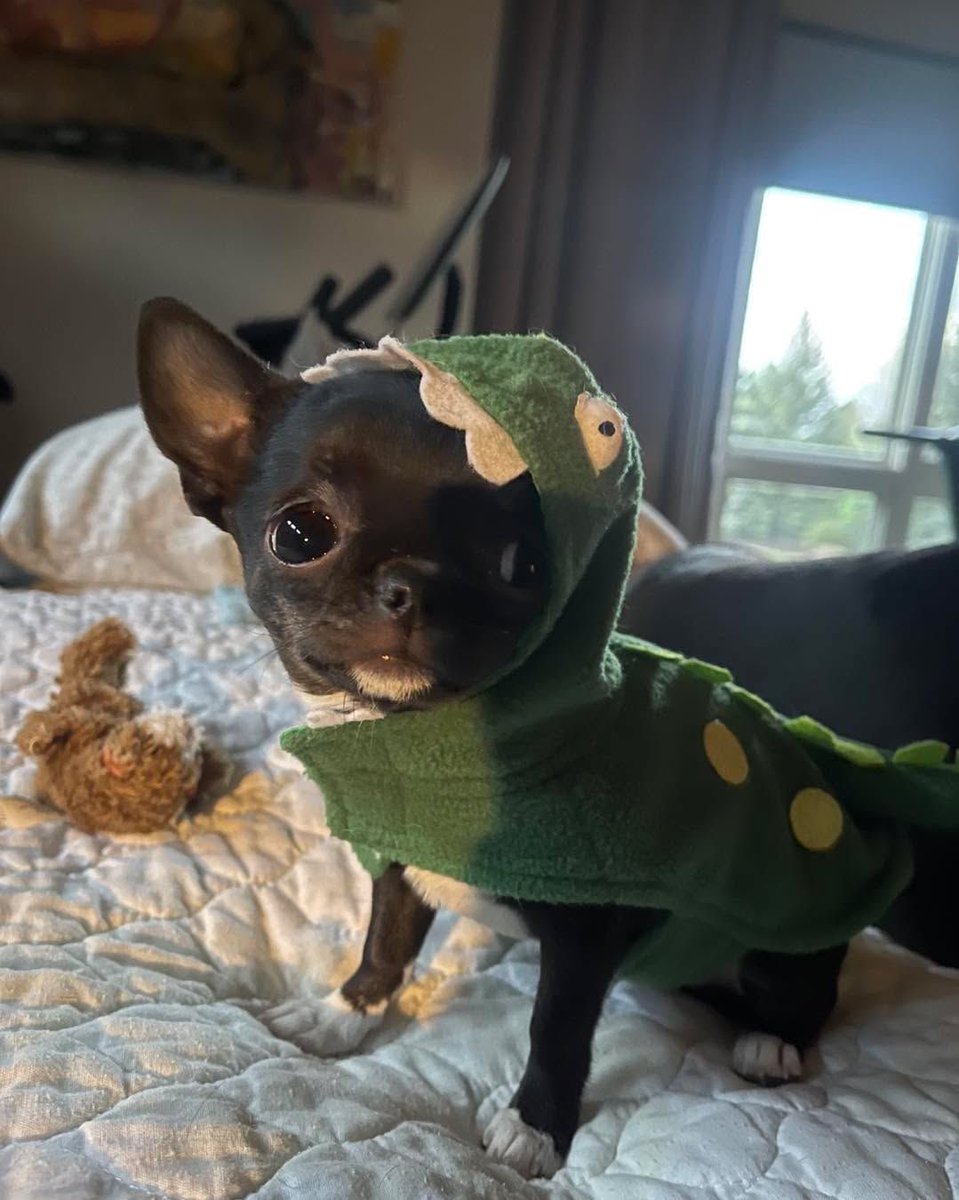 twaniimals's tweet image. 