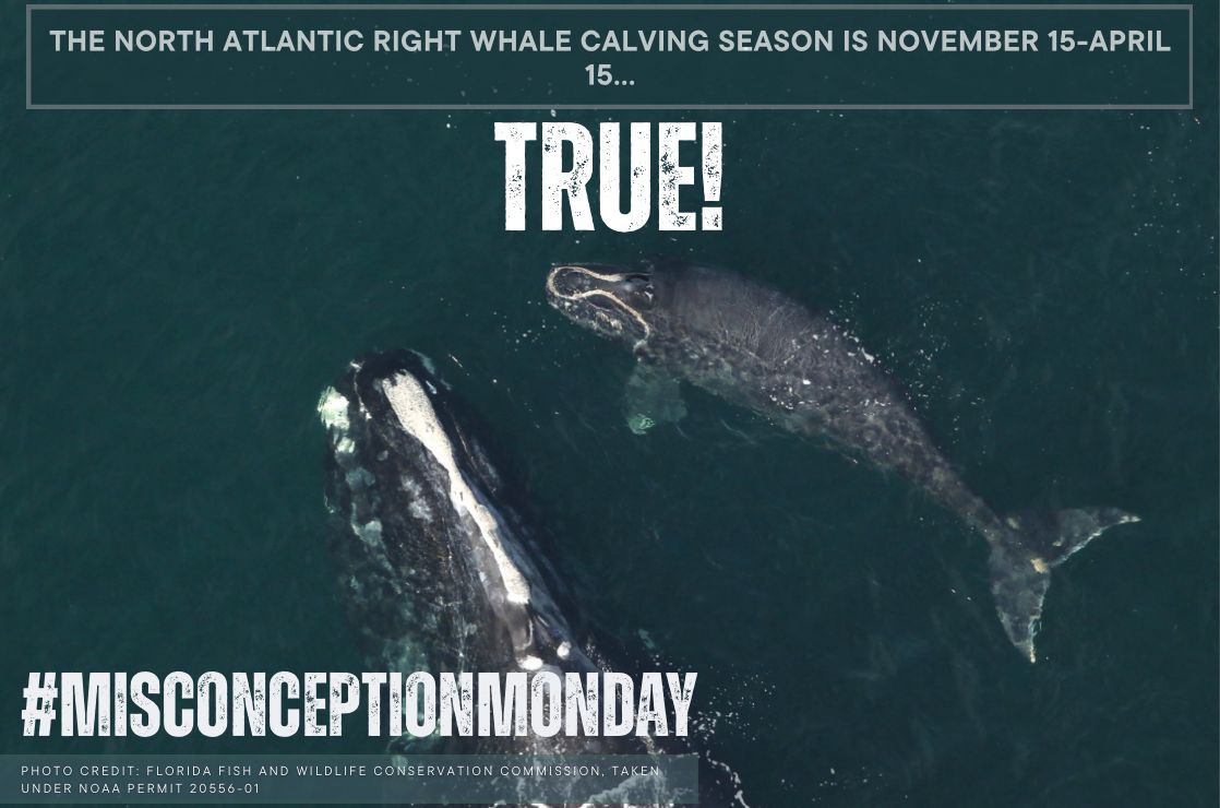 Right Whale Festival tweet media