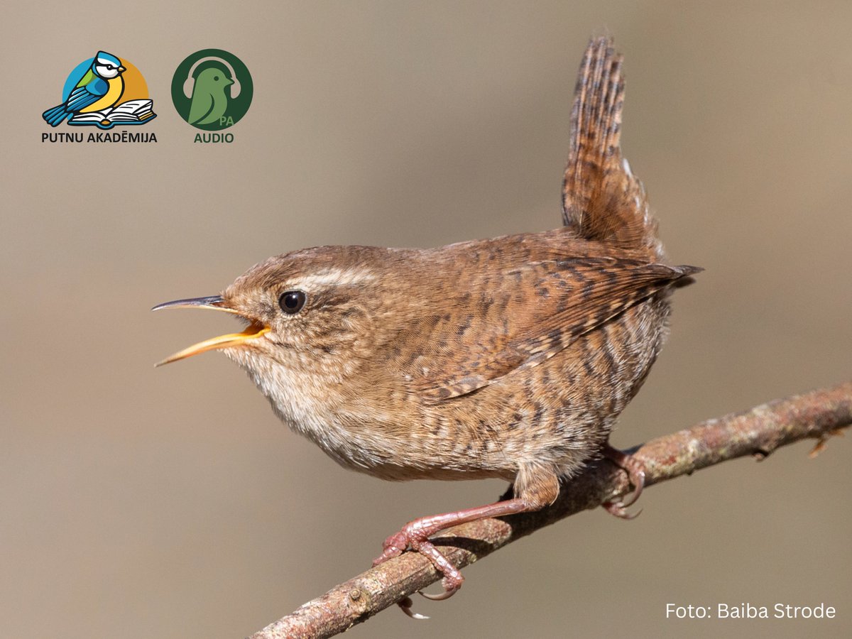 Ja kāds ir palaidis garām, atgādinām, ka Latvijas Ornitoloģijas biedrība ir izstrādājusi praktisku materiālu "Putnu audio apmācības", lai ļautu putnu vērotājiem pašmācības ceļā apgūt putnu balsis un citas to radītās skaņas dabiskos apstākļos.
Vairāk te - dabasdati.lv/lv/article/put…