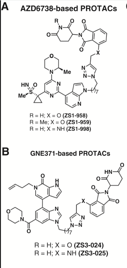 Recently posted in Small Molecule Therapeutics: PROTAC-Mediated Degradation of TAF1 Induces Apoptosis in AML Cells and Inhibits Tumor Growth In Vivo doi.org/10.1158/1535-7…