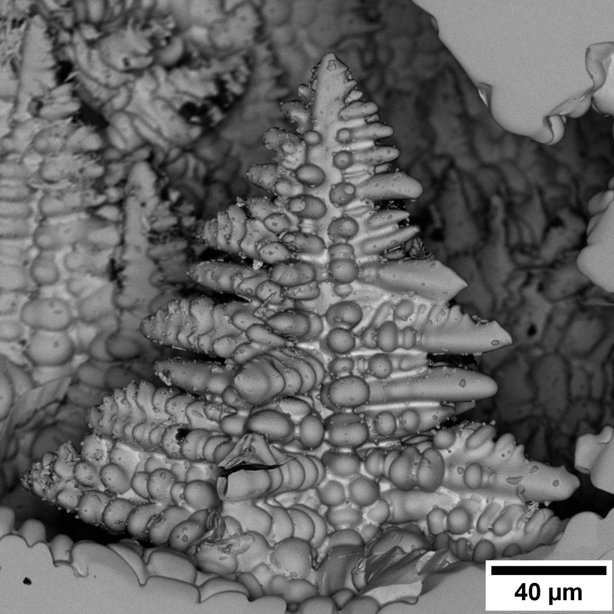 CEMAS_OSU's tweet image. Happy #MicroscopyMonday 🔬 This SEM backscattered electron micrograph, taken by PhD student Bryan Crossman, shows a three-dimensional, Christmas tree–like dendrite in a Ta₆₀Re₄₀ (at.%) refractory alloy, captured on the Apreo 1 at CEMAS.