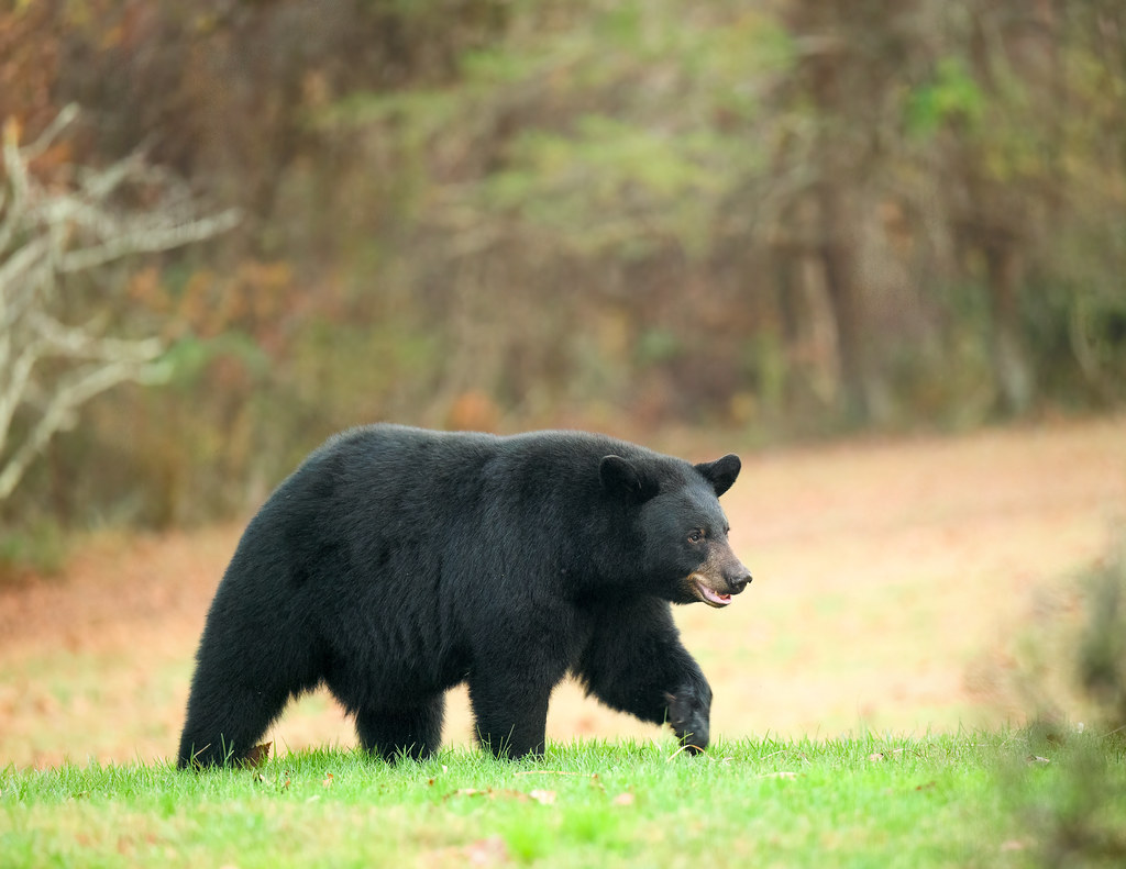 Eleven individuals were cited for illegal hunting during Maryland's annual black bear hunt.

Violations included hunting without a license and/or black bear permit, targeting bears over bait, and using rifles while barred from possessing firearms.

📰: mddnr.info/47QBOIq