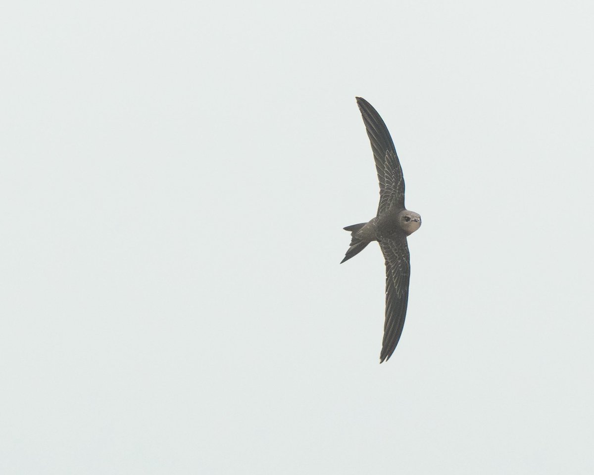 Jonathan Dodds tweet media