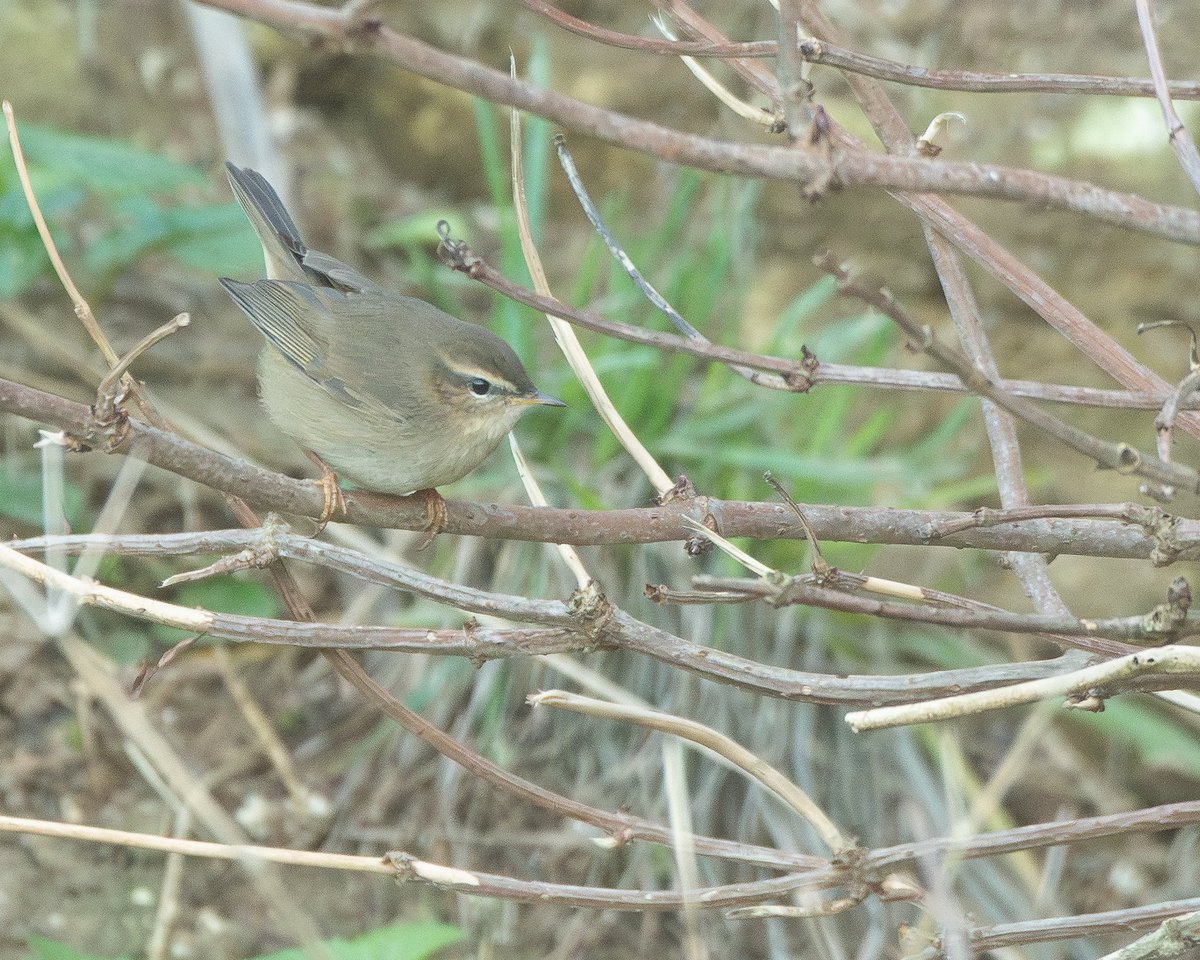 Jonathan Dodds tweet media