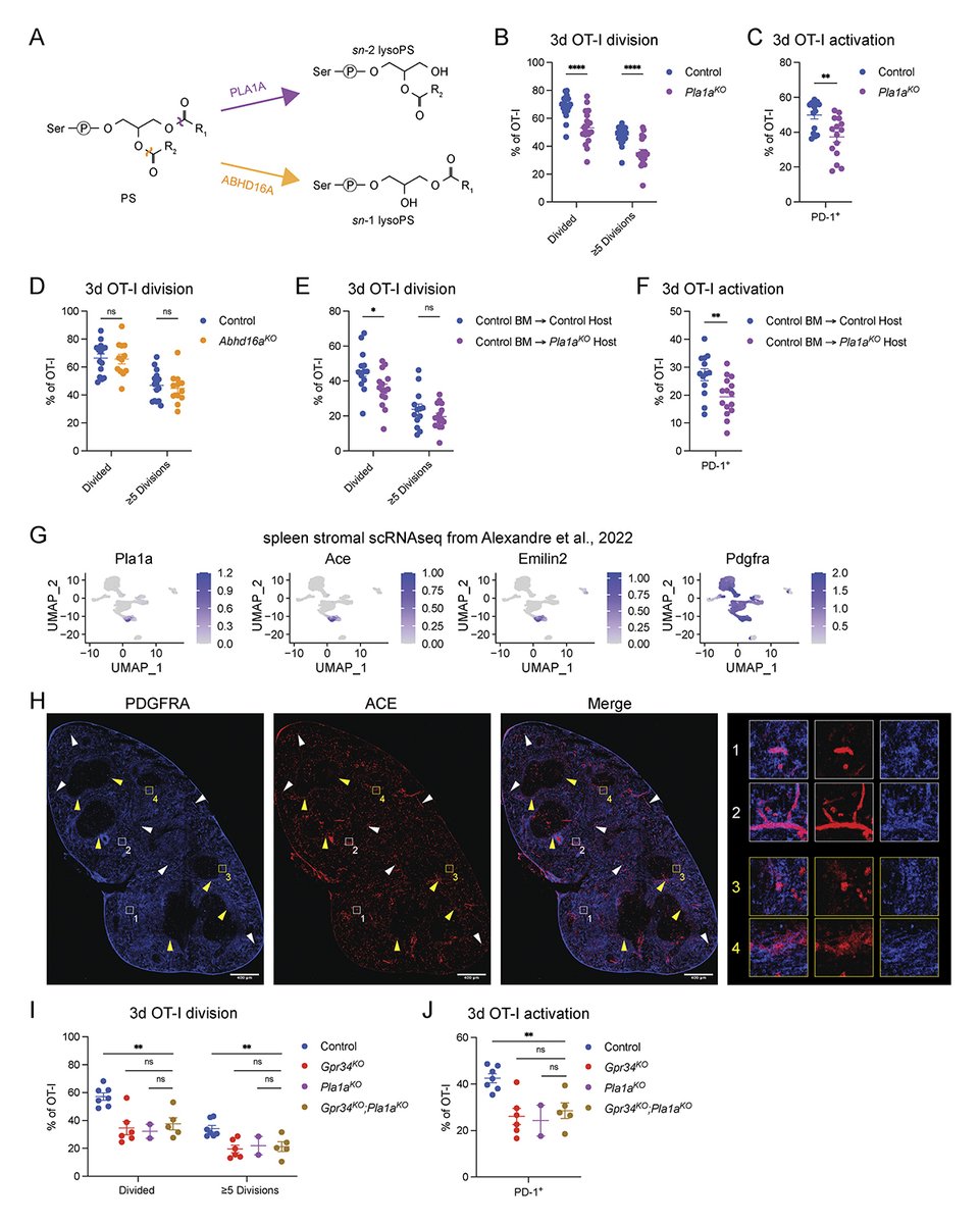 JExpMed's tweet image. Hanson Tam, Jason Cyster et al. @UCSF identify GPR34 as a splenic cDC1 receptor that is required for efferocytosis and for the cross-presentation of apoptotic cell–associated antigen to CD8 T cells. hubs.ly/Q03SqBVm0

#InnateImmunity #inflammation
@HHMINEWS