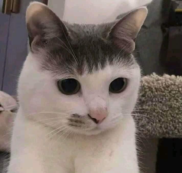 Miaw (@miaw) on Twitter photo 