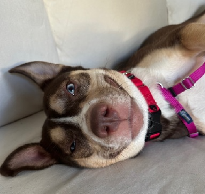 NMBewitched's tweet photo. If you ever have a hard time picturing a #RescueDog in a home

Mulan... 
Enjoyed her #BoroughBreak 
#AdoptMe 
https://t.co/VowXzyDVpA https://t.co/D9tCZnIbT7