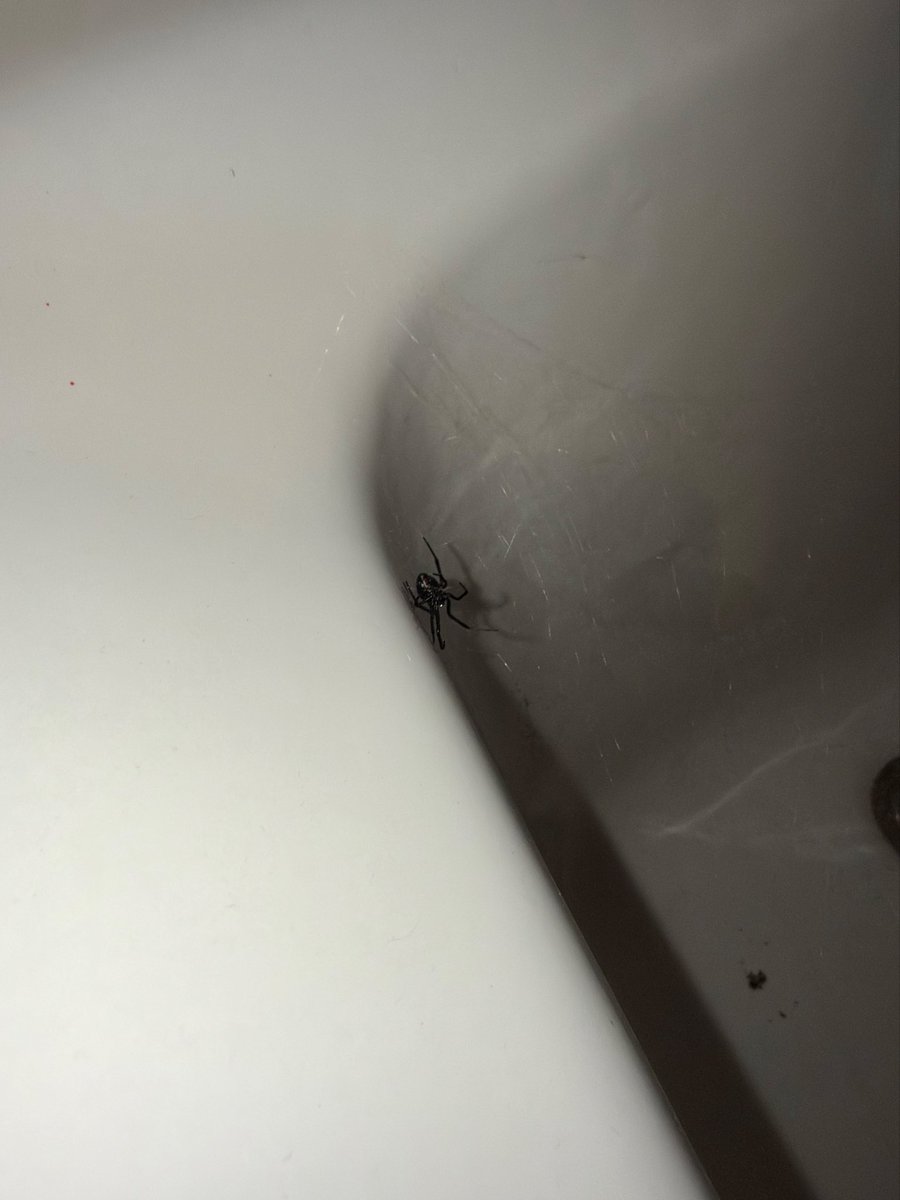 Lorelei32's tweet photo. @Arachno_Cosas hola! 
Que araña es esta? Parece viuda negra pero no estoy segura https://t.co/TQYvxXpI3j