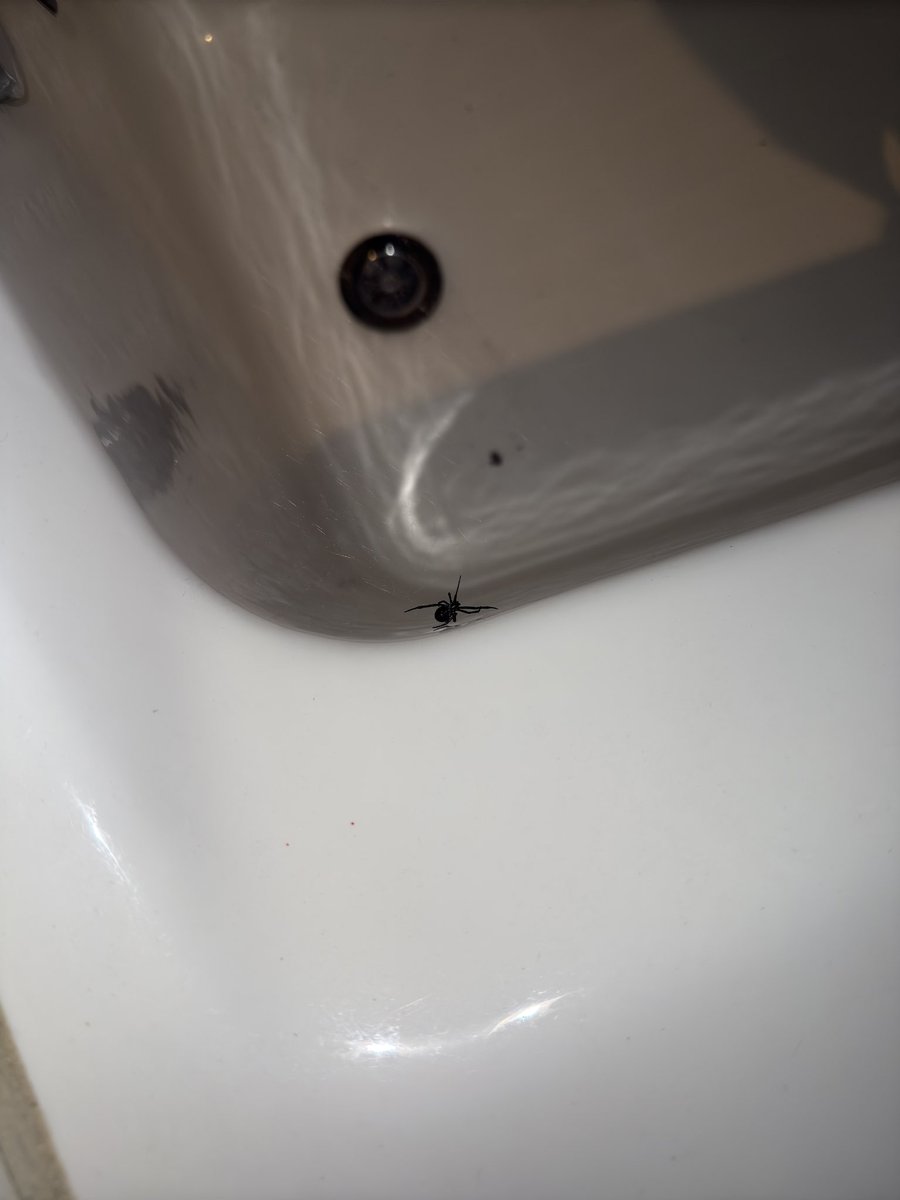 Lorelei32's tweet photo. @Arachno_Cosas hola! 
Que araña es esta? Parece viuda negra pero no estoy segura https://t.co/TQYvxXpI3j