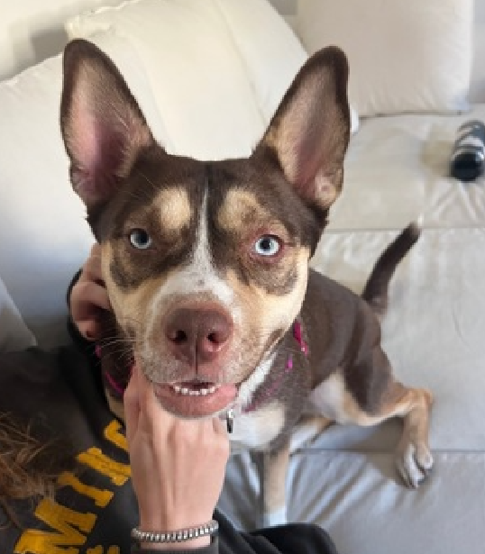 NMBewitched's tweet photo. If you ever have a hard time picturing a #RescueDog in a home

Mulan... 
Enjoyed her #BoroughBreak 
#AdoptMe 
https://t.co/VowXzyDVpA https://t.co/D9tCZnIbT7