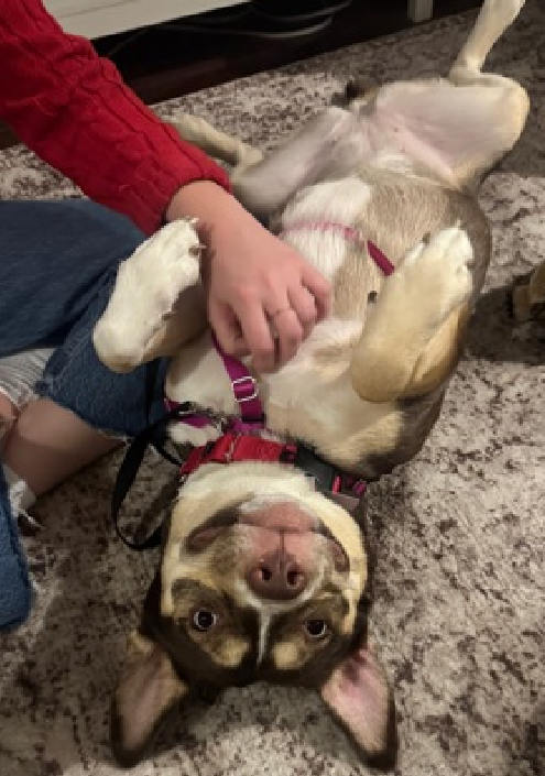 NMBewitched's tweet photo. If you ever have a hard time picturing a #RescueDog in a home

Mulan... 
Enjoyed her #BoroughBreak 
#AdoptMe 
https://t.co/VowXzyDVpA https://t.co/D9tCZnIbT7