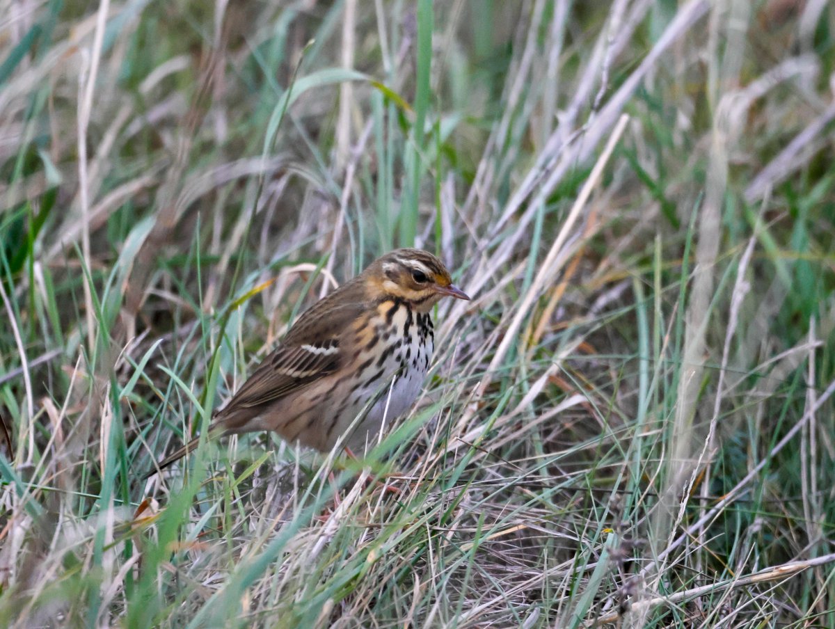 Garbo69's tweet image. Olive Backed Pipit at South Gare today.  @teesbirds1 @teesmouthbc @DurhamBirdClub @Natures_Voice @BirdGuides @WildlifeMag @BBCSpringwatch @FarryCarolyn @zuriag @RareBirdAlertUK