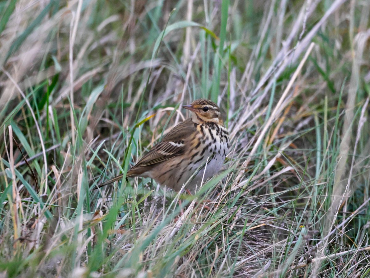 Garbo69's tweet image. Olive Backed Pipit at South Gare today.  @teesbirds1 @teesmouthbc @DurhamBirdClub @Natures_Voice @BirdGuides @WildlifeMag @BBCSpringwatch @FarryCarolyn @zuriag @RareBirdAlertUK