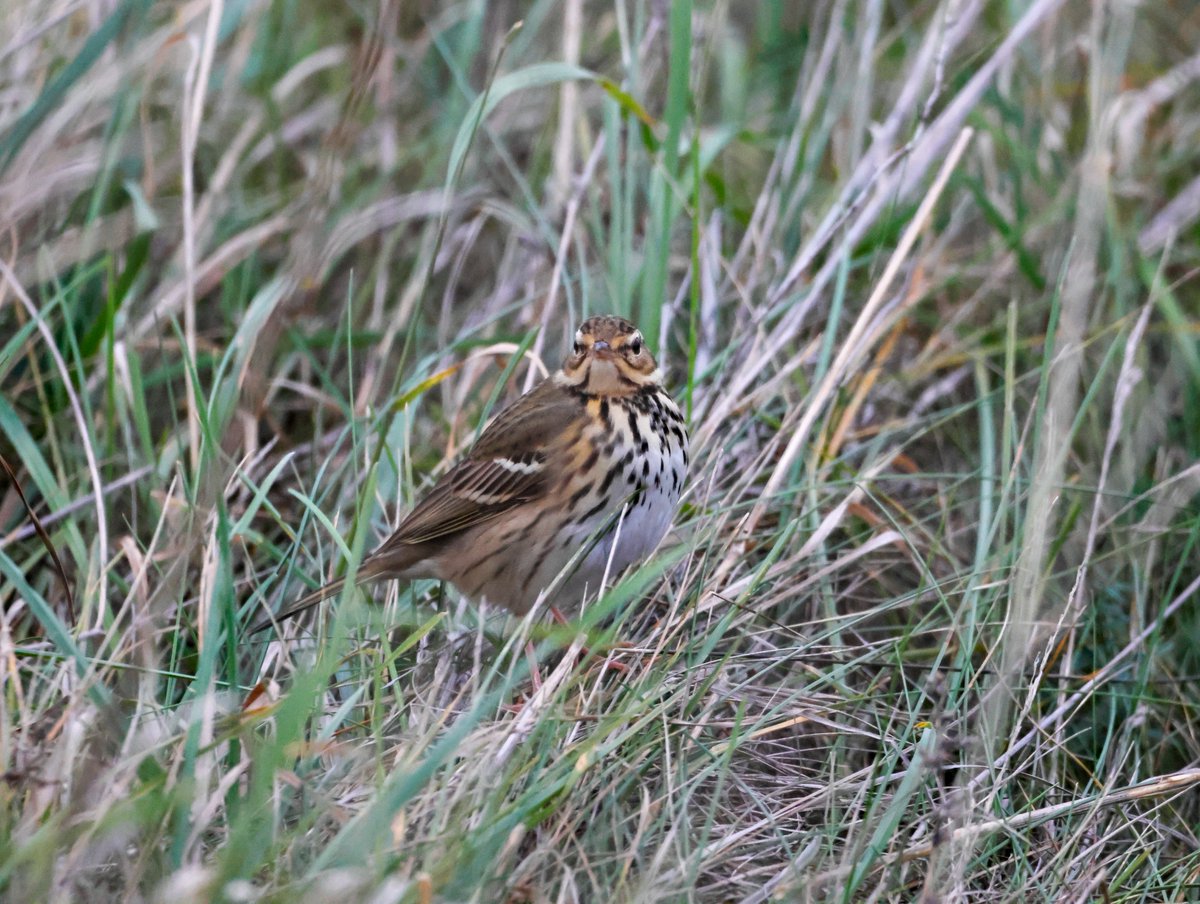 Garbo69's tweet image. Olive Backed Pipit at South Gare today.  @teesbirds1 @teesmouthbc @DurhamBirdClub @Natures_Voice @BirdGuides @WildlifeMag @BBCSpringwatch @FarryCarolyn @zuriag @RareBirdAlertUK