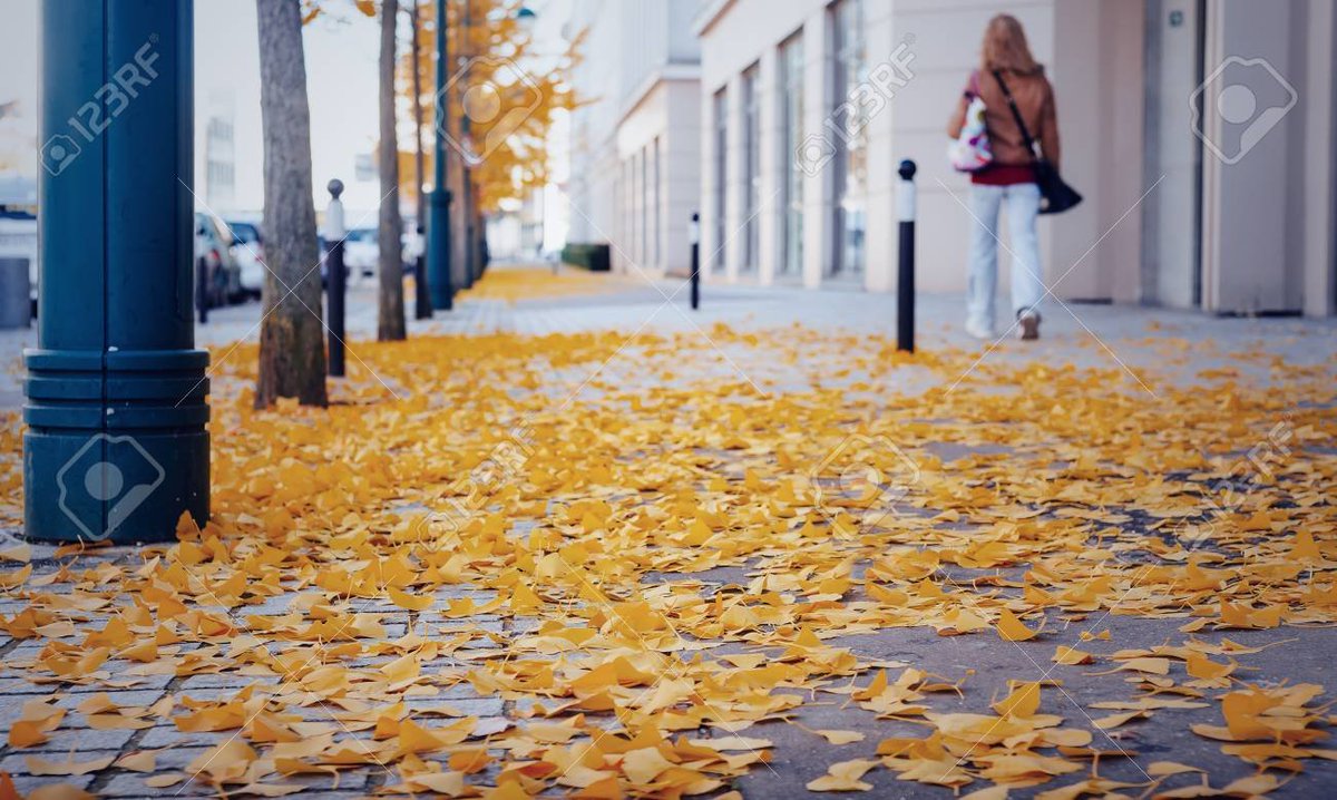 Des feuilles jaune d'or jonchent les rues de Paname.
Les arbres plaident non-coupables.
L'appel des bourgeons aura lieu au printemps.🙃