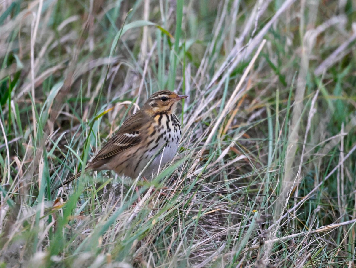 Garbo69's tweet image. Olive Backed Pipit at South Gare today.  @teesbirds1 @teesmouthbc @DurhamBirdClub @Natures_Voice @BirdGuides @WildlifeMag @BBCSpringwatch @FarryCarolyn @zuriag @RareBirdAlertUK