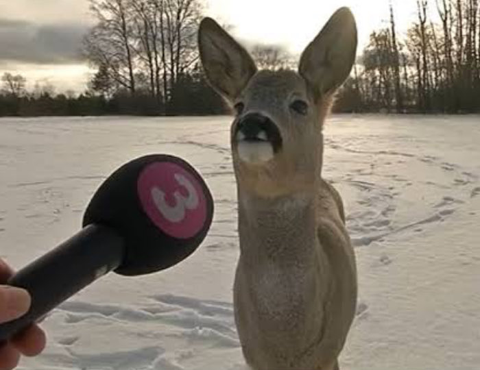 Ausermadeinasec's tweet image. this deer looks like he is ready to take a stance on any given issue