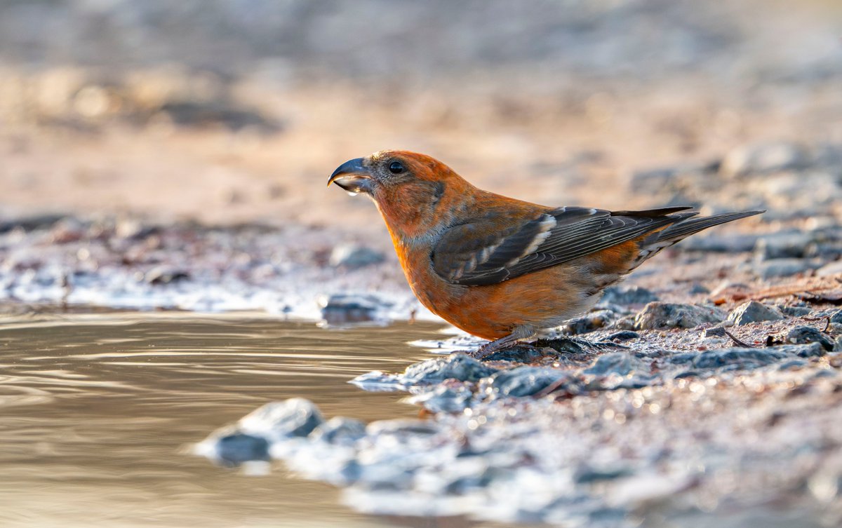 Les Cater Wildlife photographer tweet media