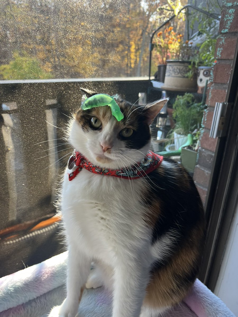 clam_time's tweet image. it&apos;s idiot girl monday