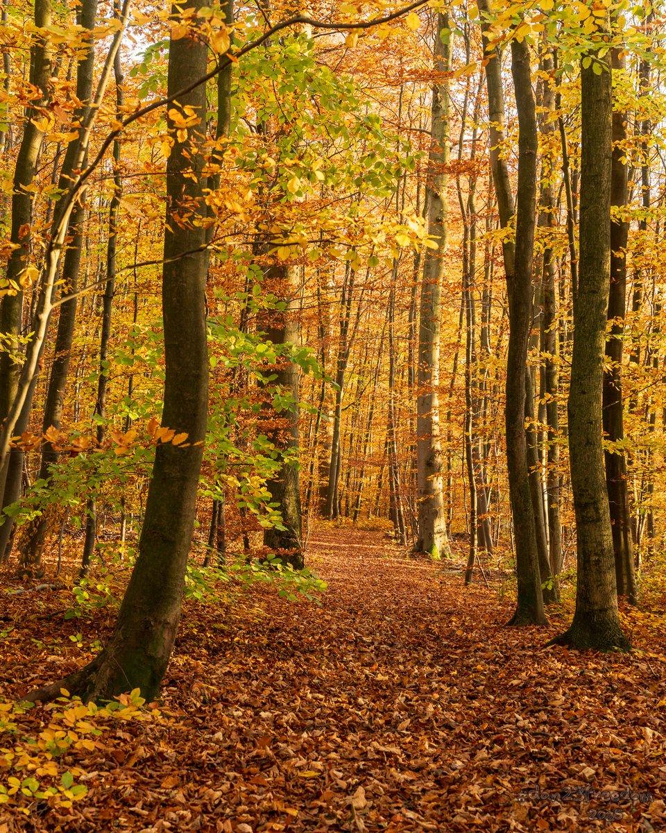dan23freedom's tweet photo. 🏷️ Crunchy Carpet Stroll
·
📷 1/40 sec at f/7,1, ISO 800, 50 mm standard 24-50mm —👤 #dan23freedom
#️⃣ #Photography #Nature #NatureWalk #Trees #Autumn #Fall #AutumnWalk #WoodlandPath #LeafCarpet #GoldenLeaves #PeacefulForest #SeasonalChange #QuietWoods #SunlitPath #ReflectiveWalk https://t.co/oBKPOZAtA3