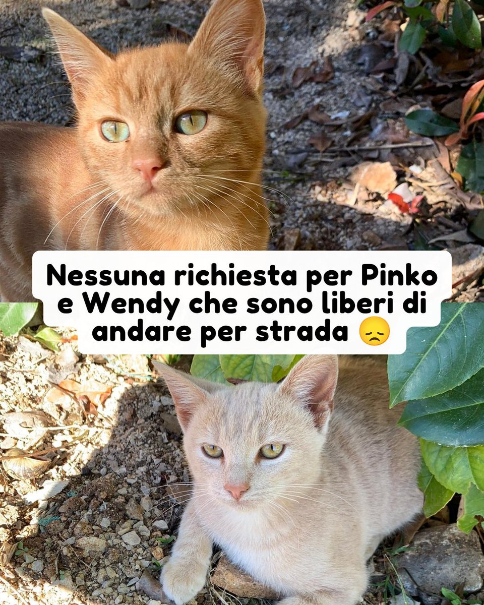 Whatsapp 339 6822853

Purtroppo la signora che ora le ospita non può tenerle in casa perchè ha altri animali e le gattine sono libere di andare ovunque anche per strada 😞

Non è la situazione ideale, dobbiamo trovare urgentemente una casa #adozionegatti