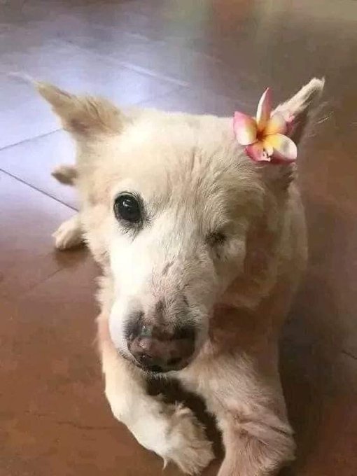 𝕏 Dogs tweet media