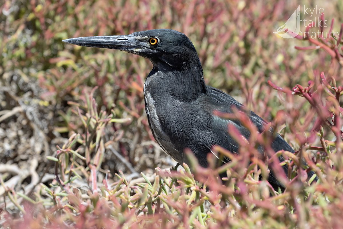 Kyle Horner tweet media