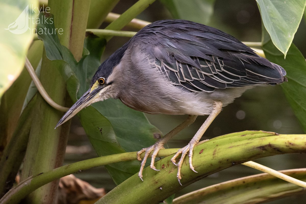 Kyle Horner tweet media