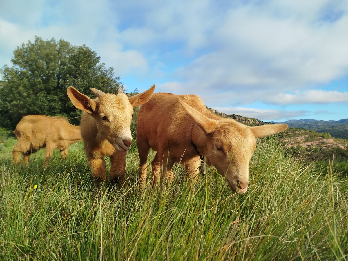 Cabrits que creixen a la natura, de forma senzilla.
Cabrits, cabres i natura per passar la vida i gaudir-la.