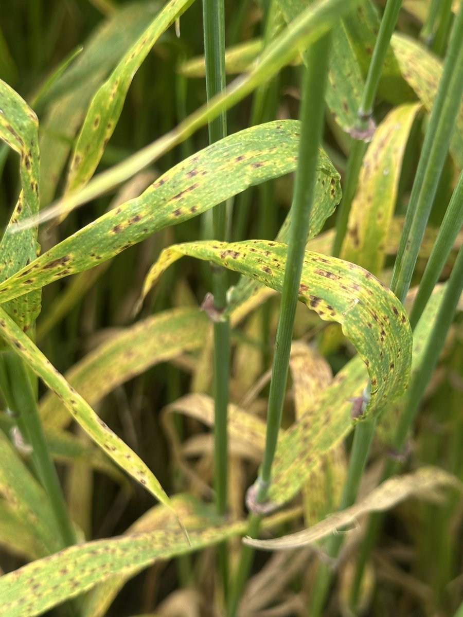 JOSEMA VILLARREAL tweet media