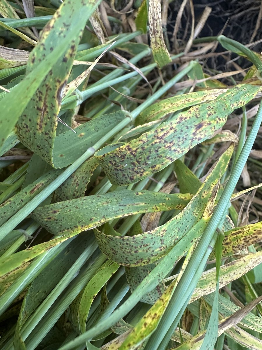 JOSEMA VILLARREAL tweet media