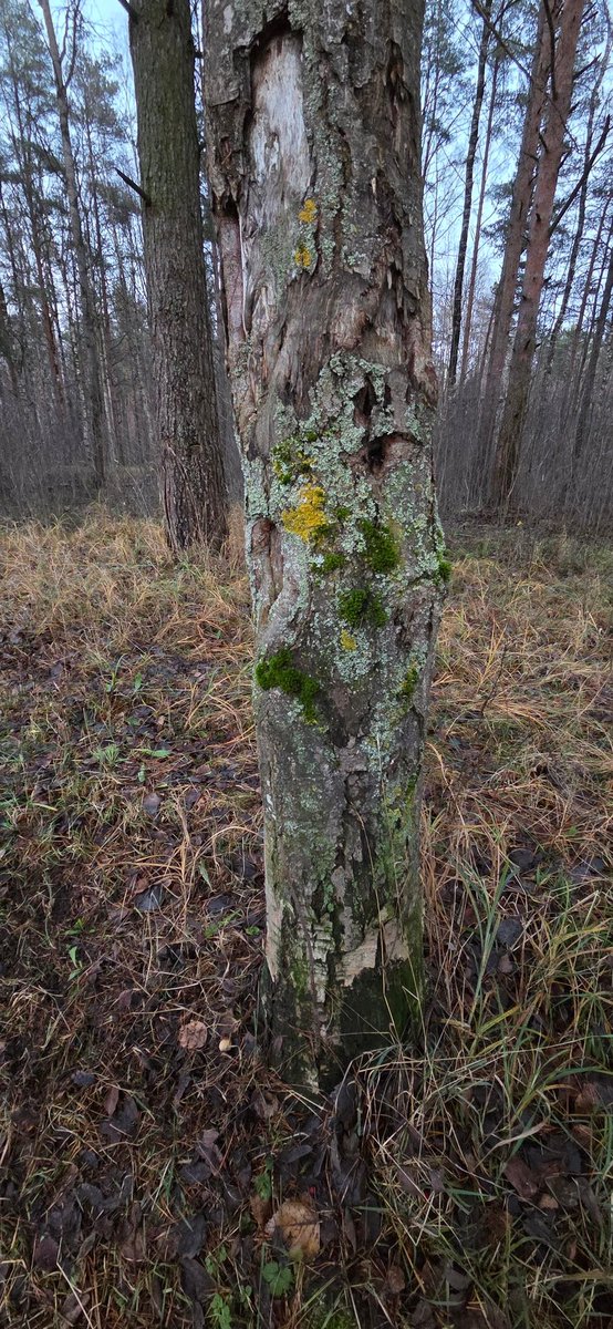 Озеро, грибы какие-то и мох