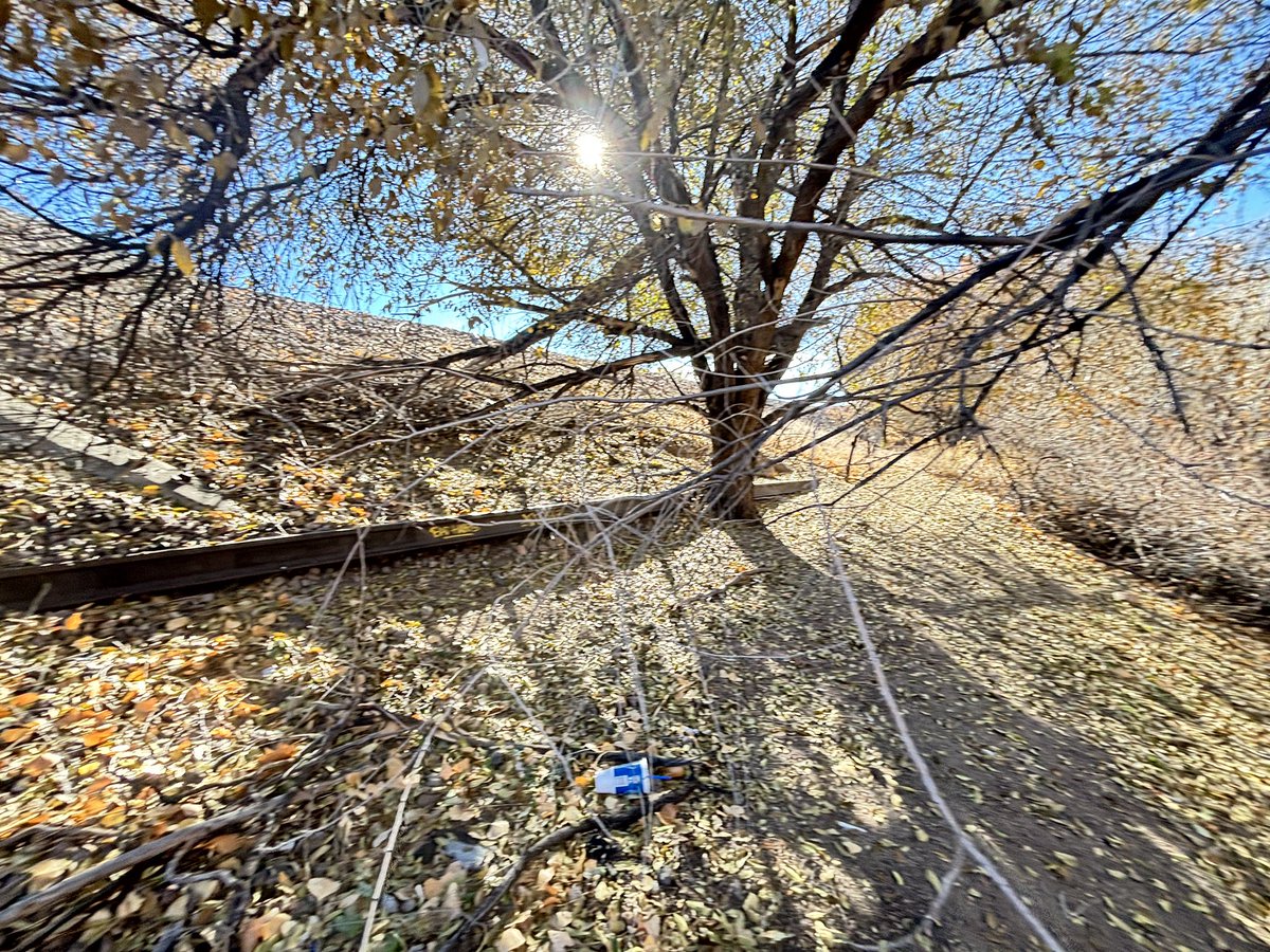 okinrov's tweet photo. Where I buried our cat Pixie when she died a long time ago. I’m sure by the time they try the bounty the bounty is already gone for me. https://t.co/902iOYS3lg
