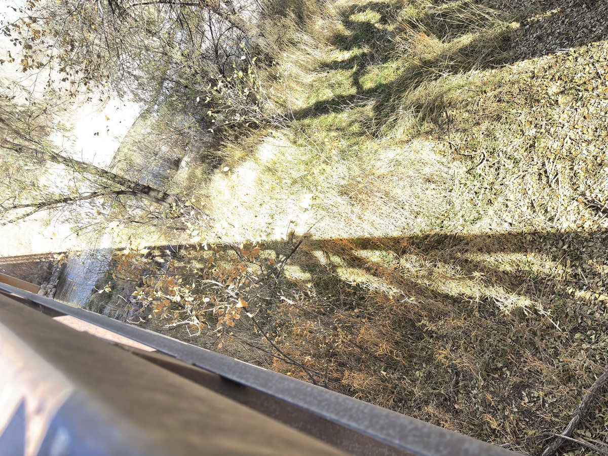 okinrov's tweet photo. Where I buried our cat Pixie when she died a long time ago. I’m sure by the time they try the bounty the bounty is already gone for me. https://t.co/902iOYS3lg
