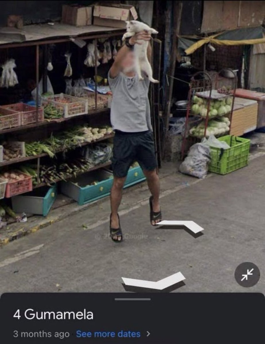 gatinarios's tweet image. mostrando o gato pro carro do google maps