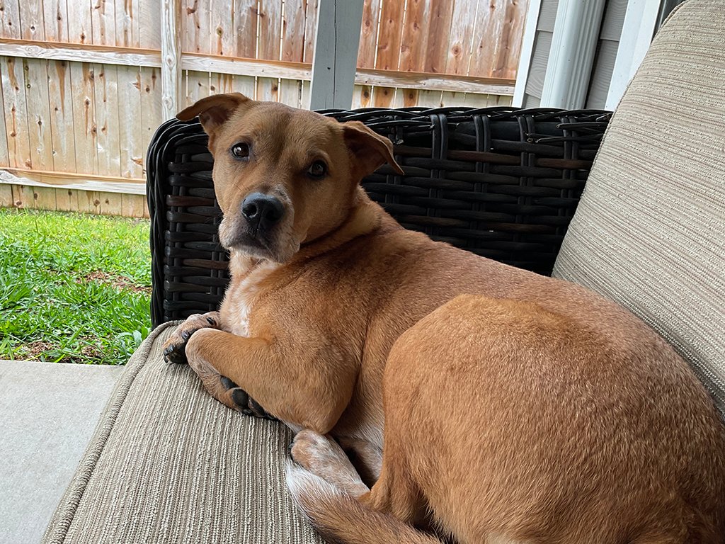 A normal day can turn tragic fast. When Keegan Crow ’25 found his dog Ruger had eaten pills, Texas A&amp;M veterinarians used therapeutic plasma exchange to save him. Three days later, Ruger was home and healthy.

Read more at bit.ly/3WqnW2g.