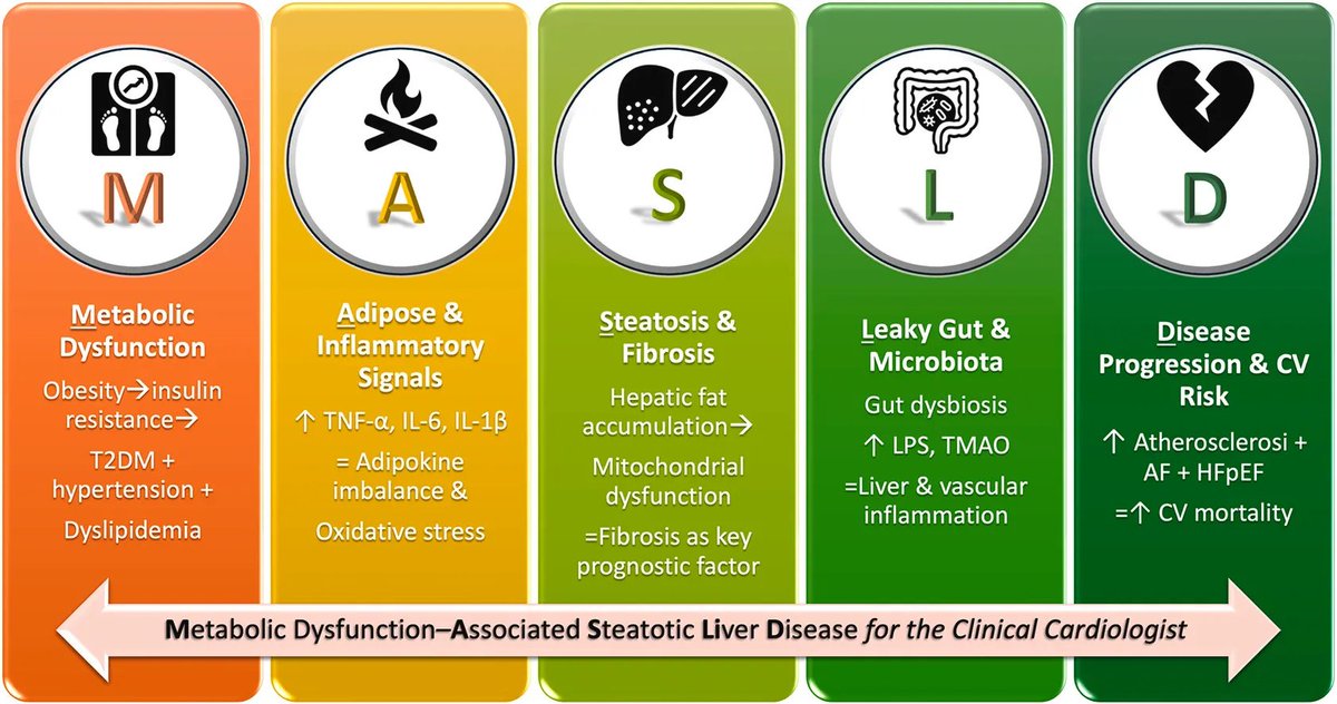 El hígado graso ya no se explica solo por la dieta: MASLD refleja disfunción metabólica sistémica y se asocia a infarto, arritmias y falla cardíaca. 

Su manejo requiere abordaje conjunto entre hepatología y cardiología.

Más información:
intramed.net/content/MASLD